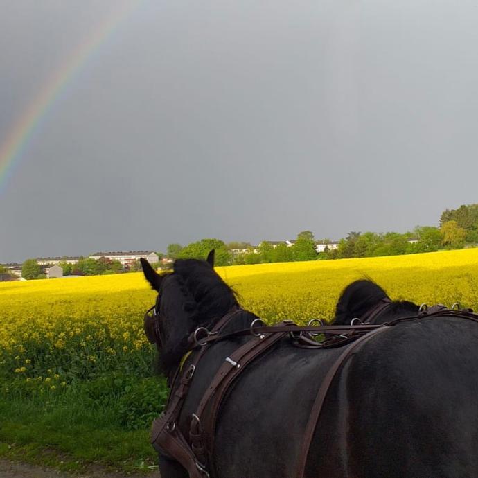 Pferde und Regenbogen