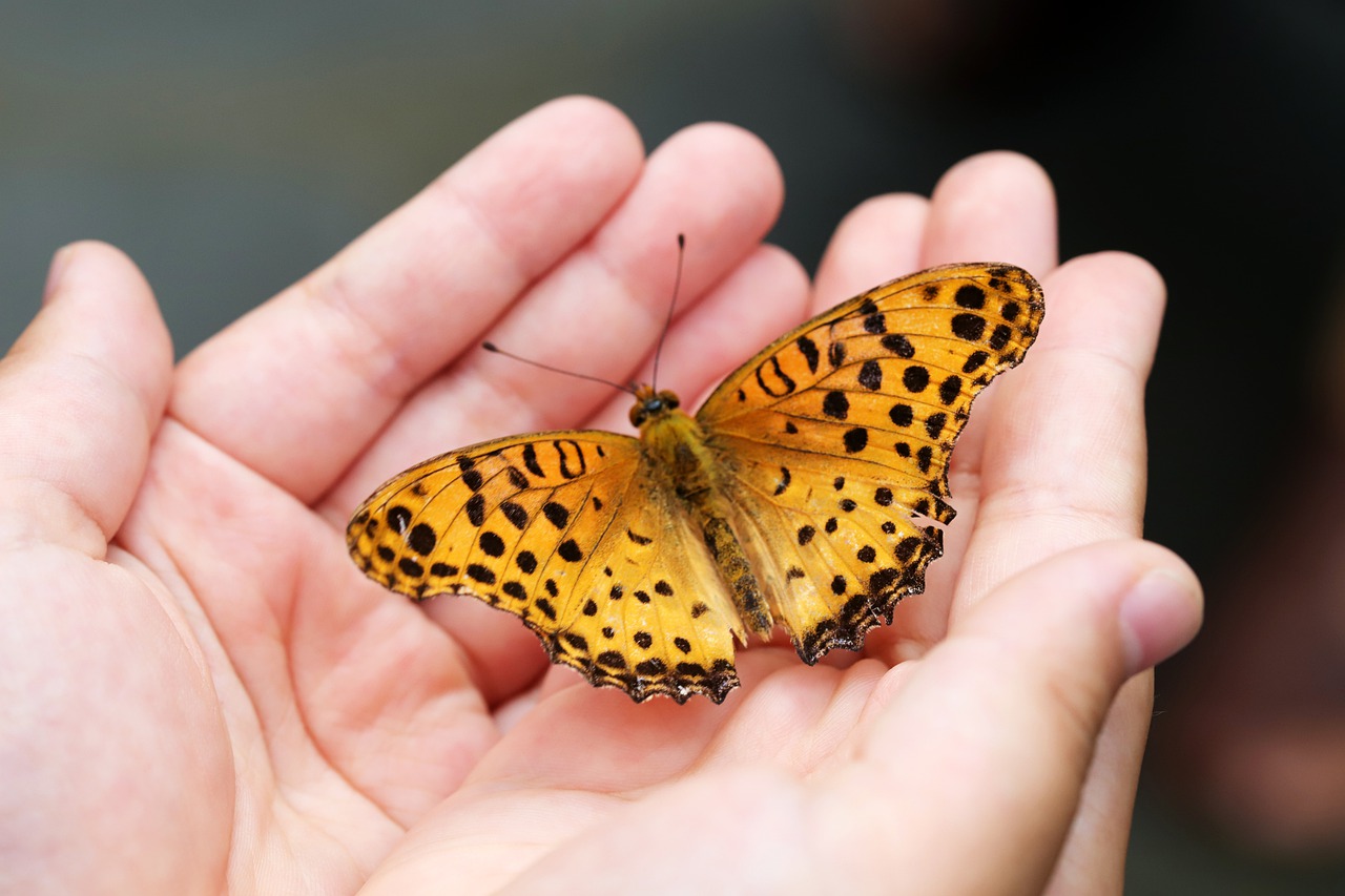 Schmetterling in der offenen Hand