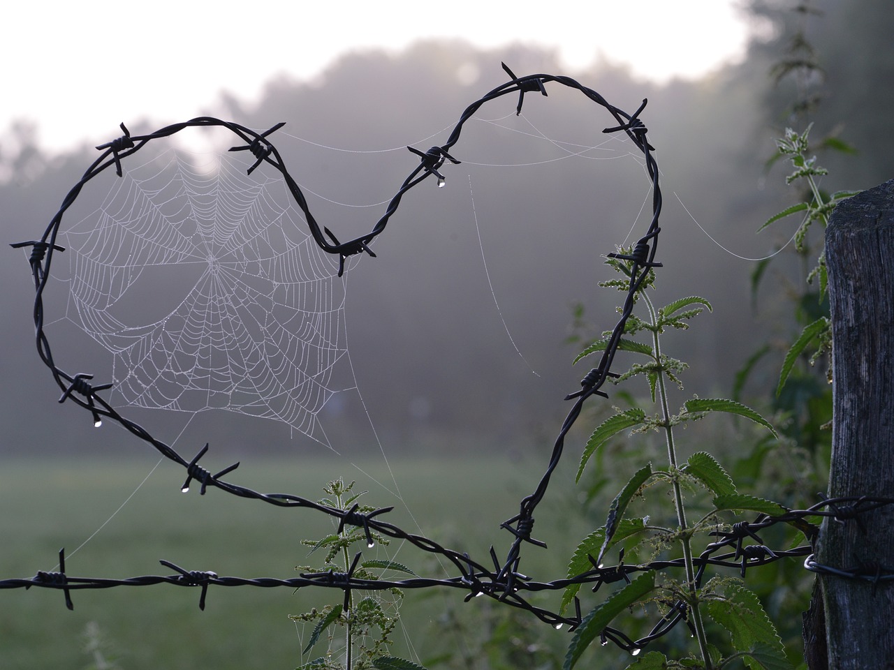230219-spider-web