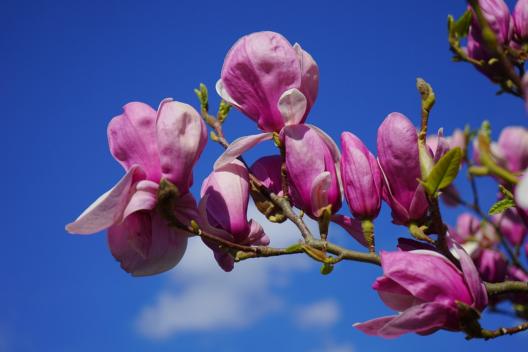 240326-magnolia