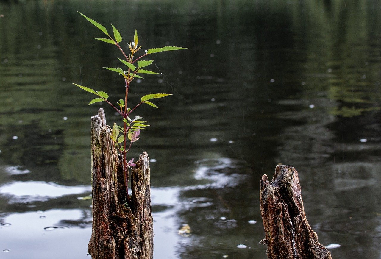 Baumstumpf im Wasser mit neuem Sproß