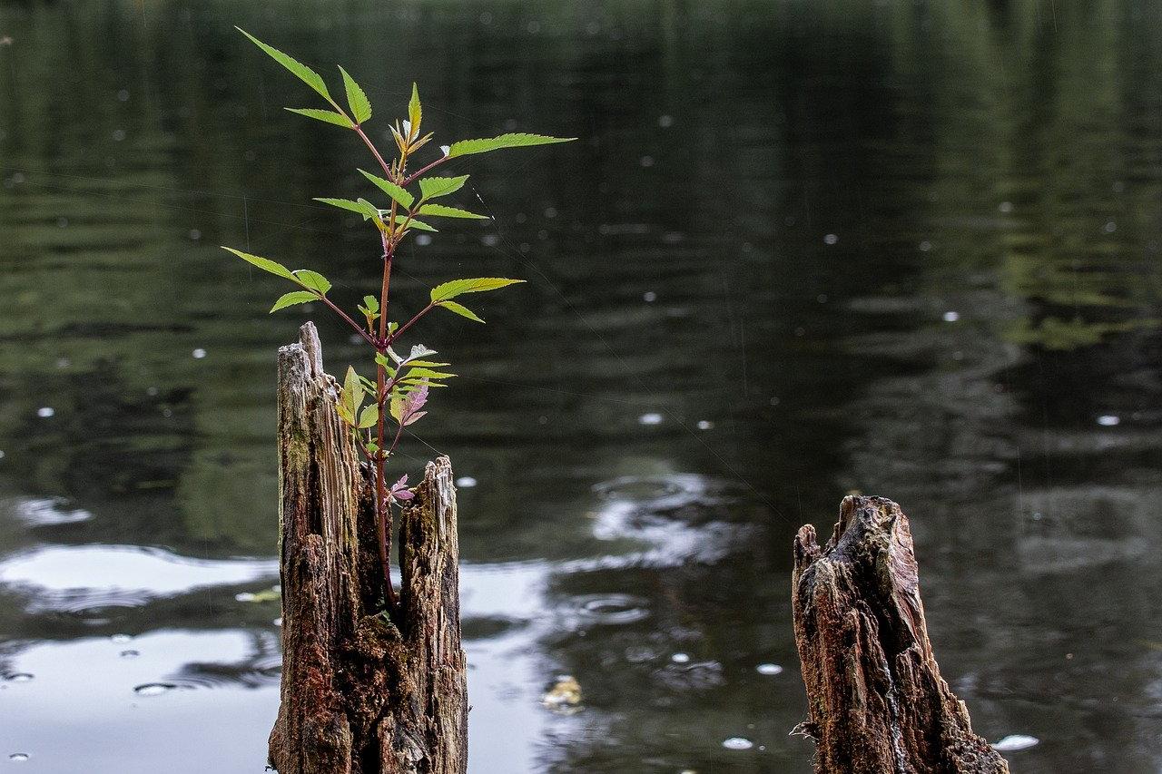 Baumstumpf im Wasser mit neuem Sproß