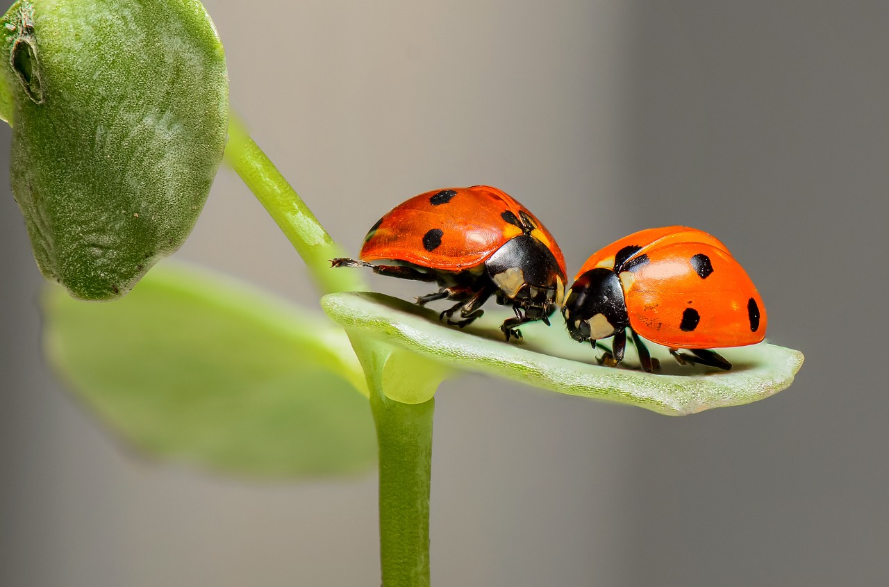 240507-ladybugs