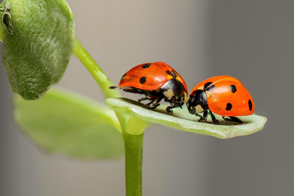 240507-ladybugs