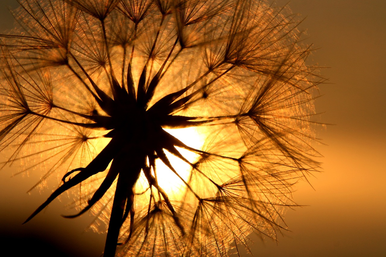 240605-dandelion