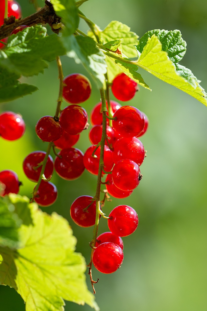 240721-currants