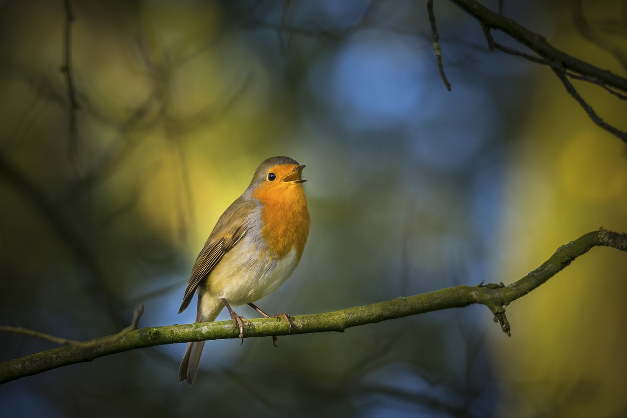 250130-robin