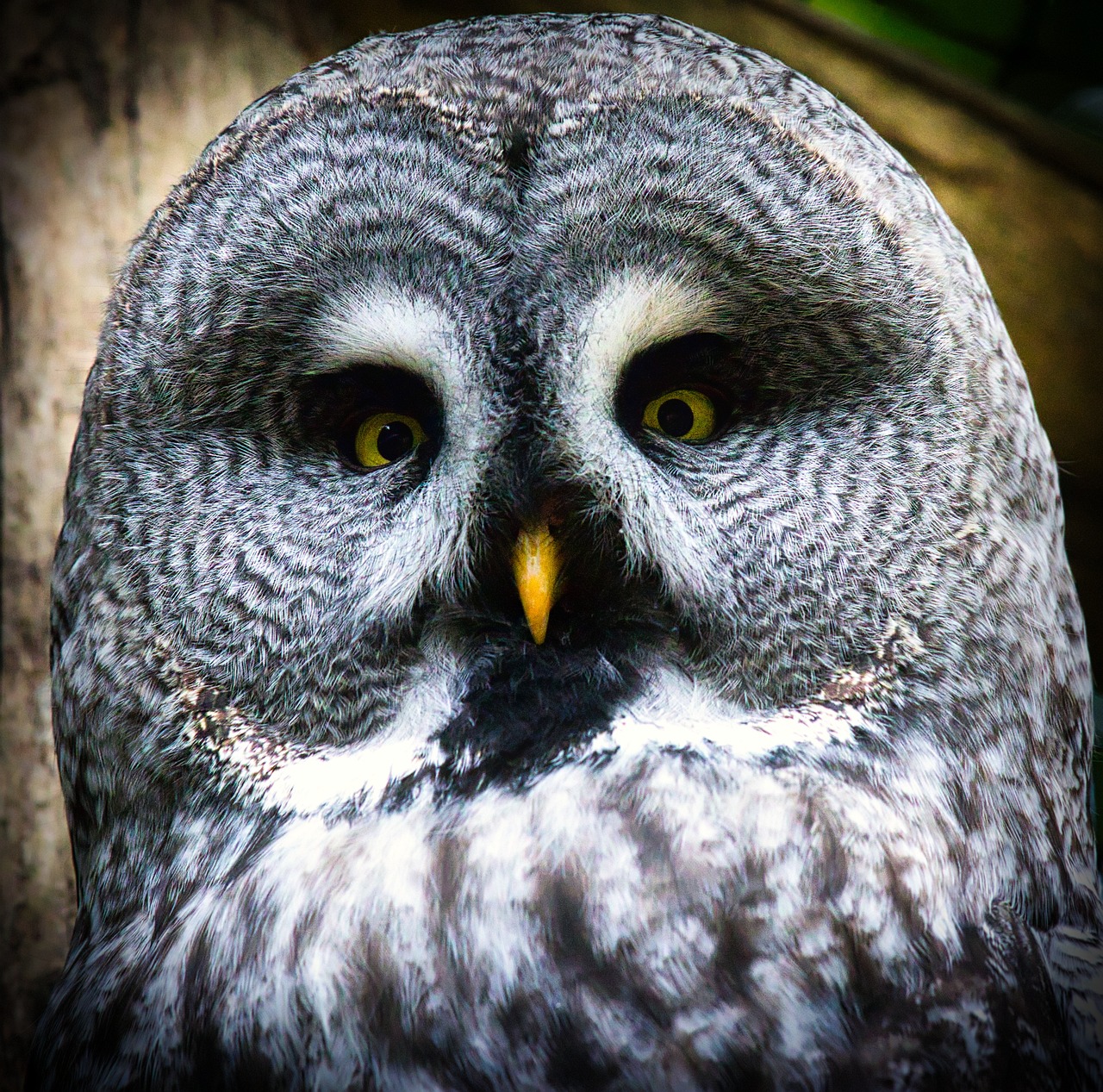 250217-bart-owl