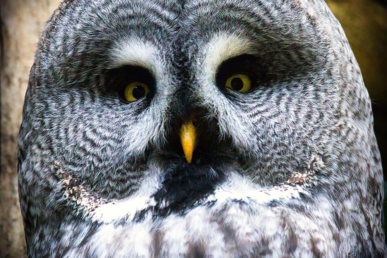 250217-bart-owl