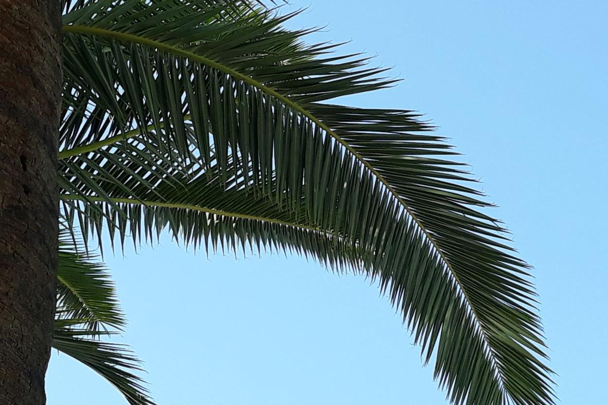 250413-Palmzweig