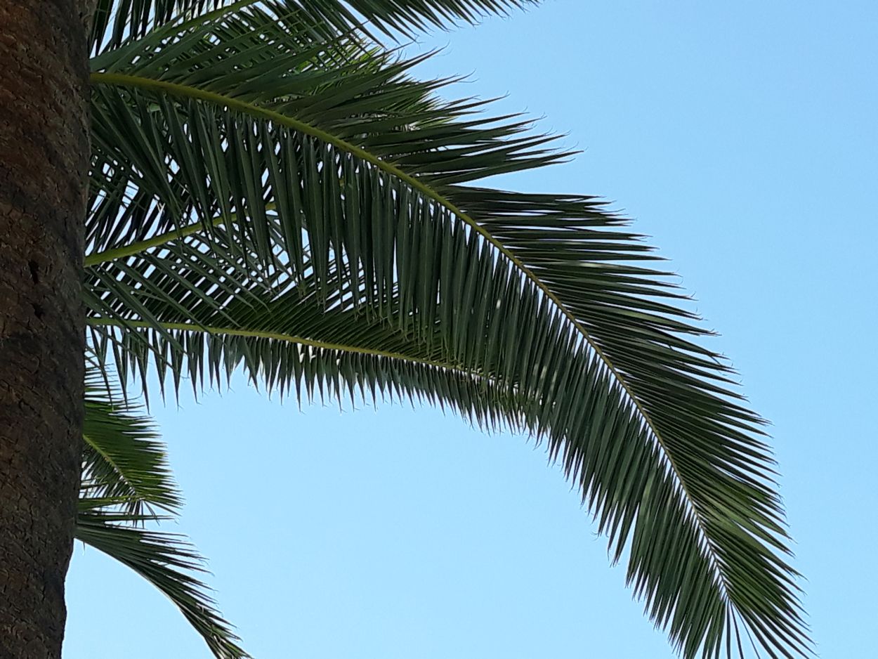 250413-Palmzweig