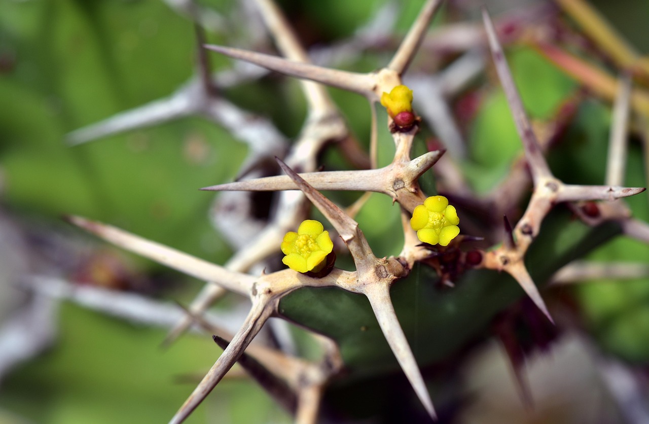 250414-thorns-3521375_1280 pixabay