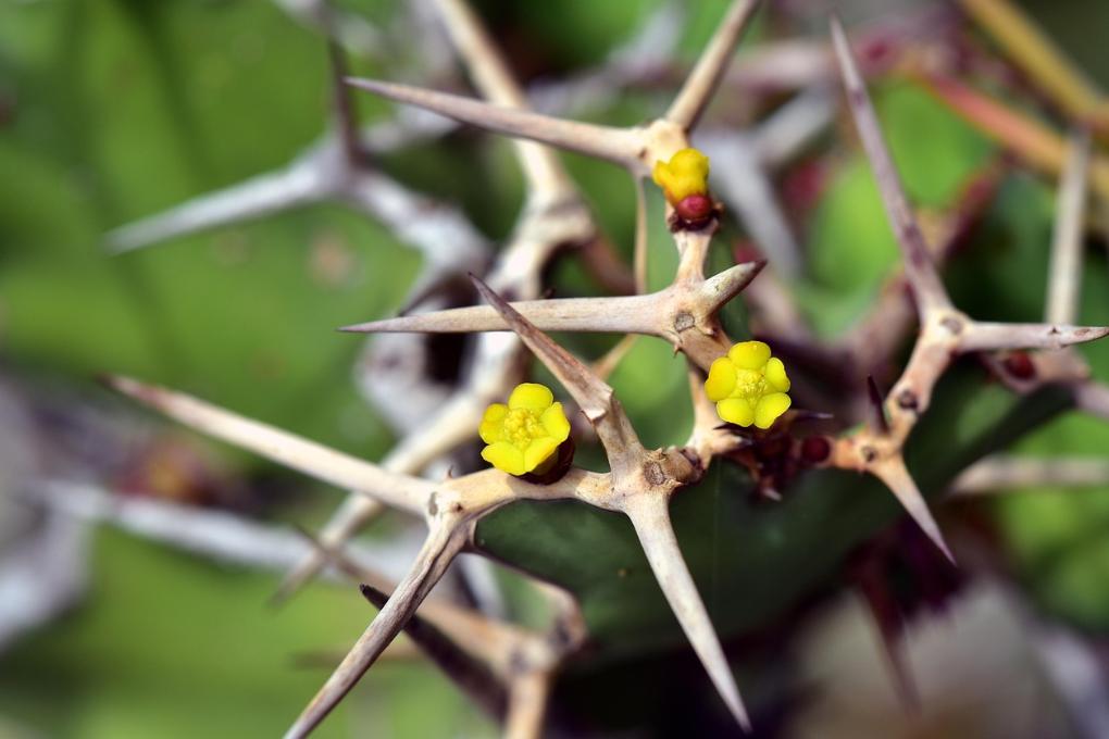 250414-thorns-3521375_1280 pixabay