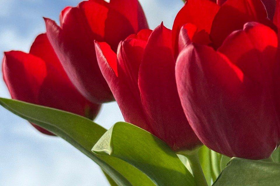 Tulpen
