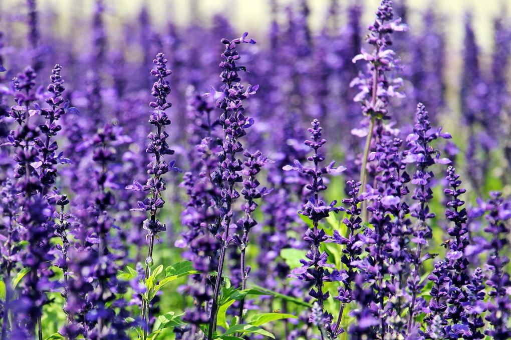 lavender