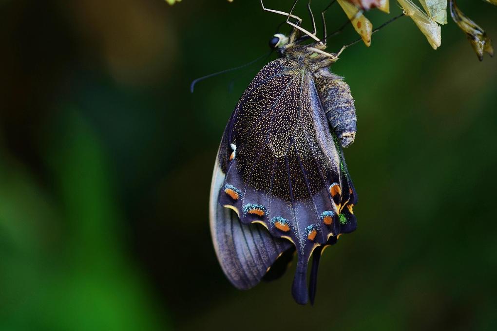 cocoon
