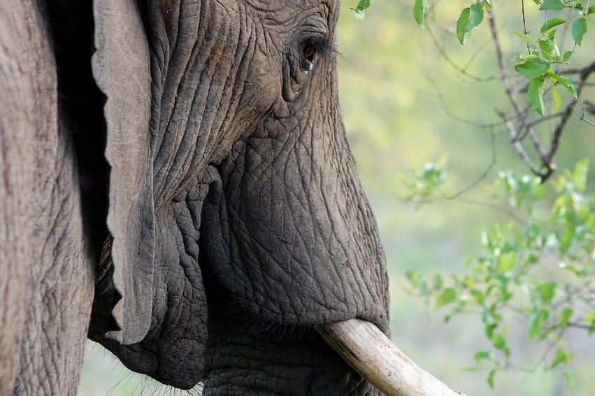 elephant