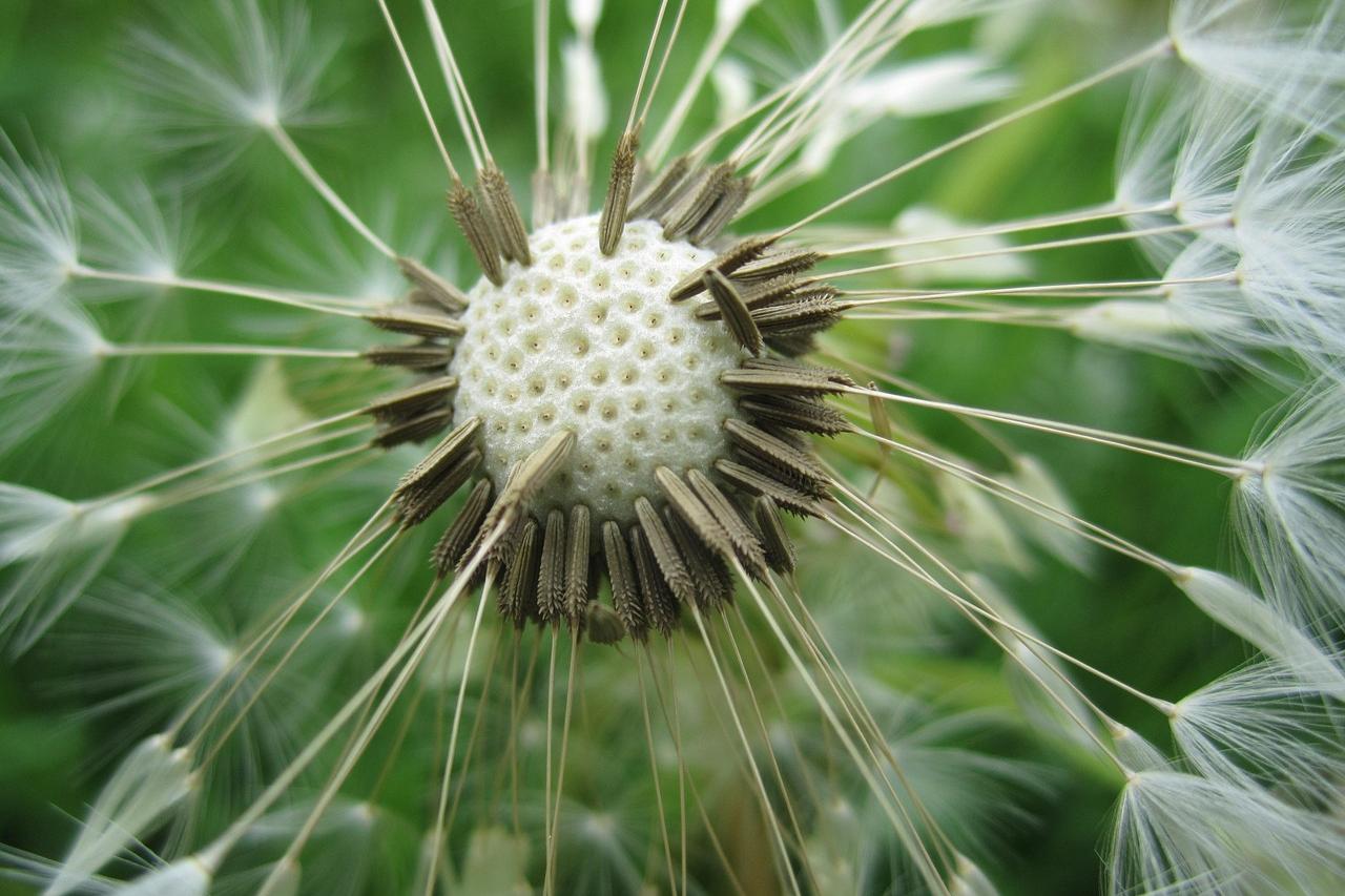 Pusteblume