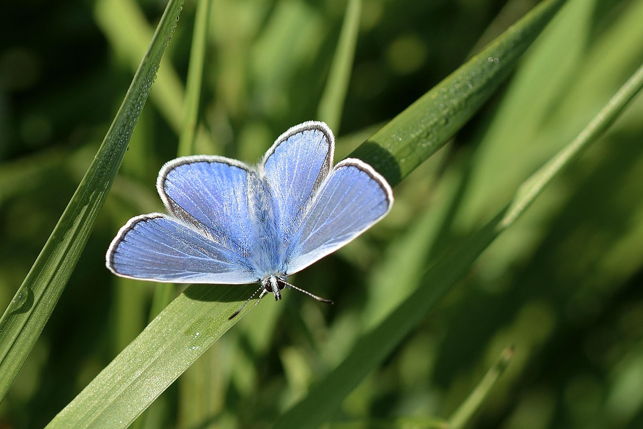 250621-hauhechel-blauling