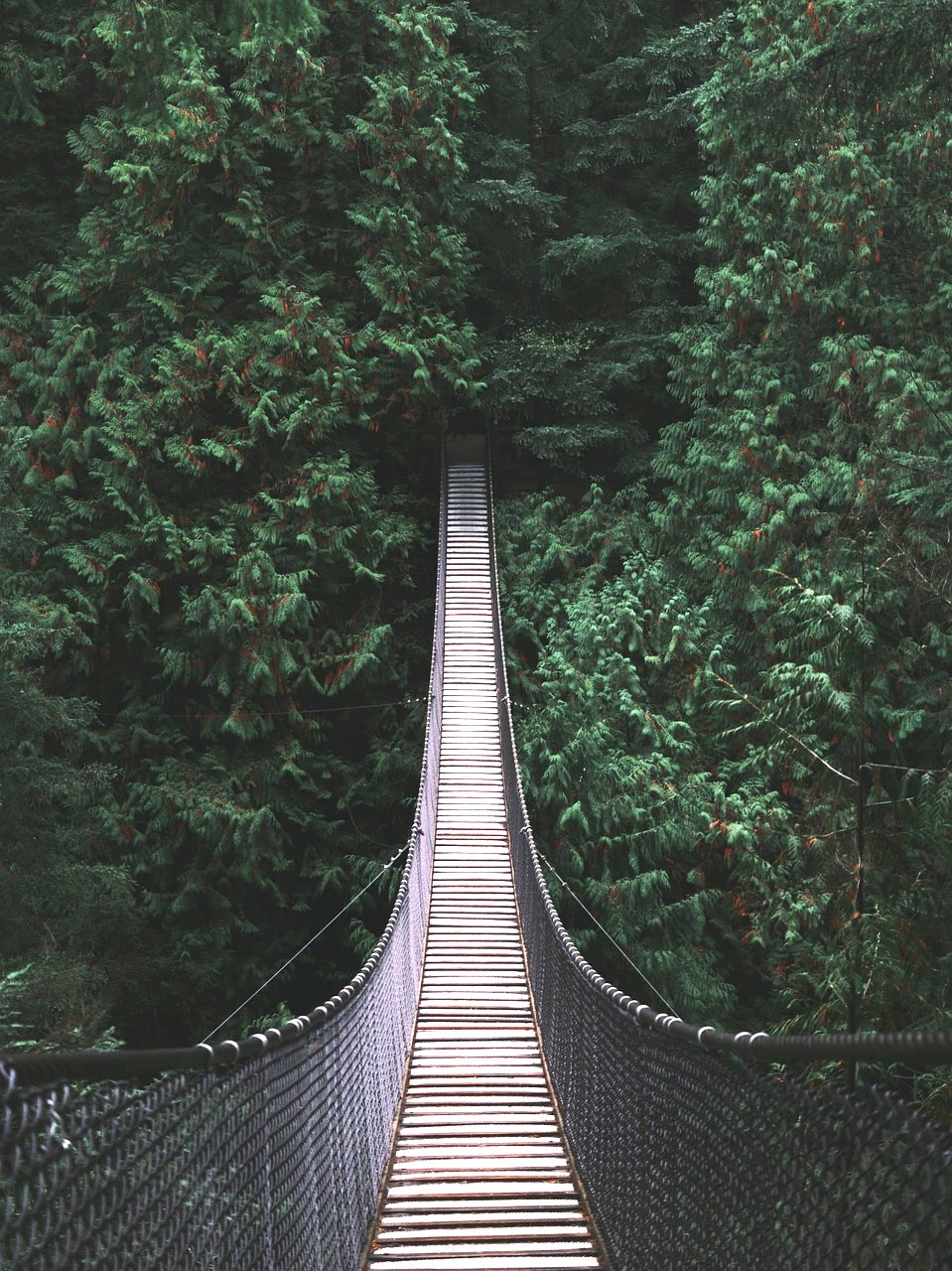 250622-lynn-canyon