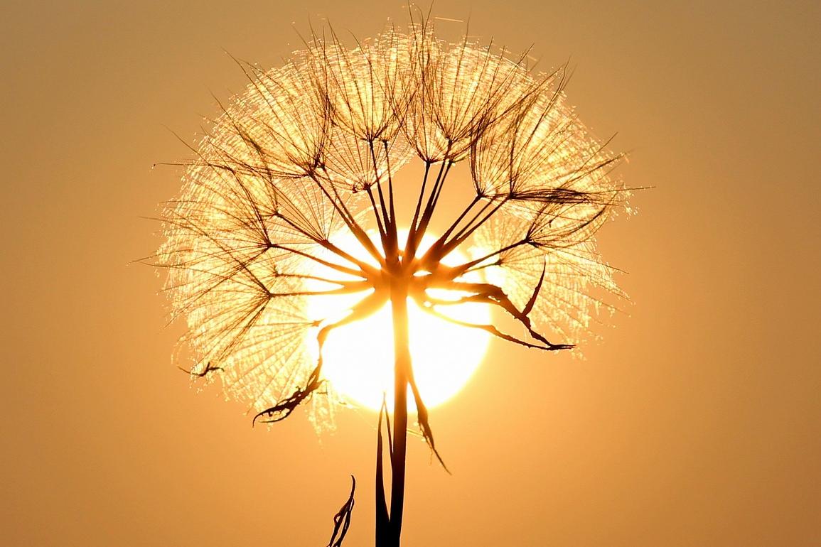 dandelion