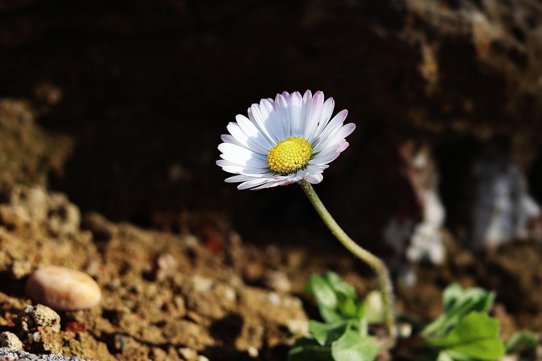 250719-daisy