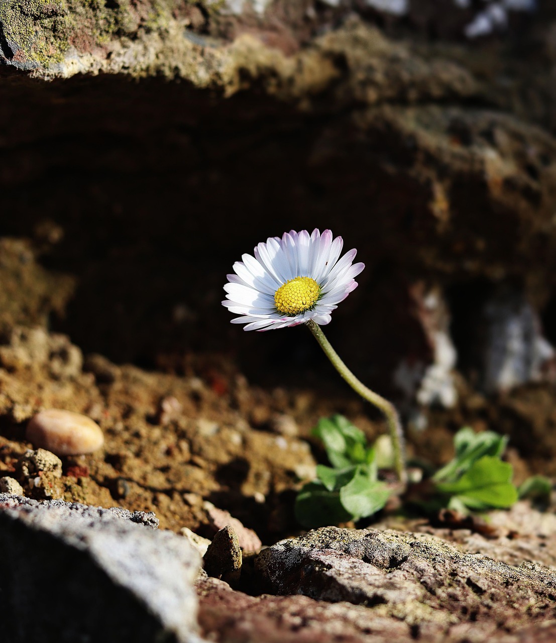 250719-daisy