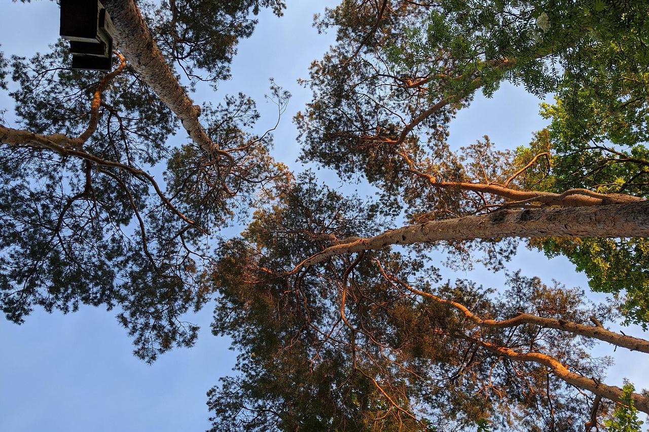 250811-tree