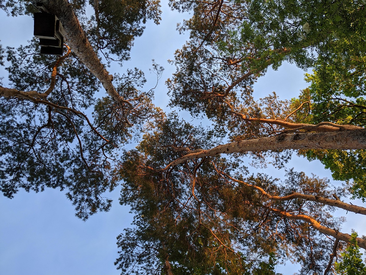 250811-tree