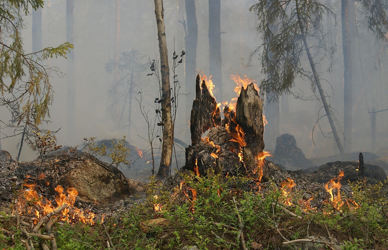 250902-forest-fire