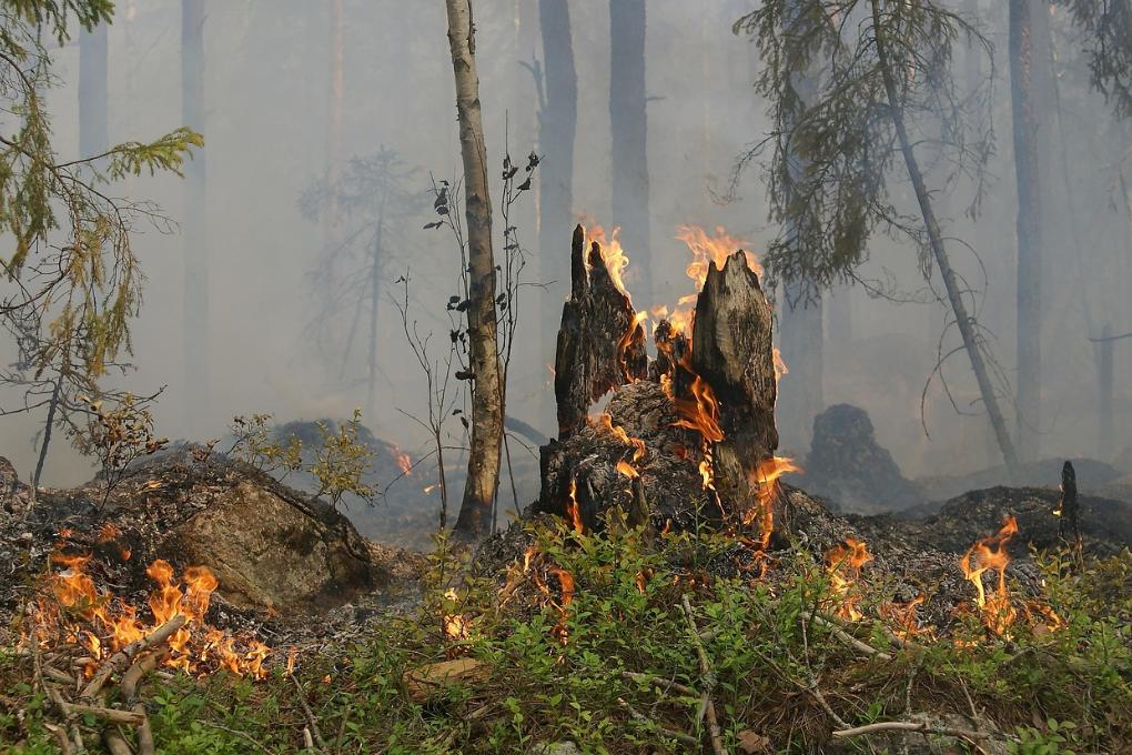 250902-forest-fire
