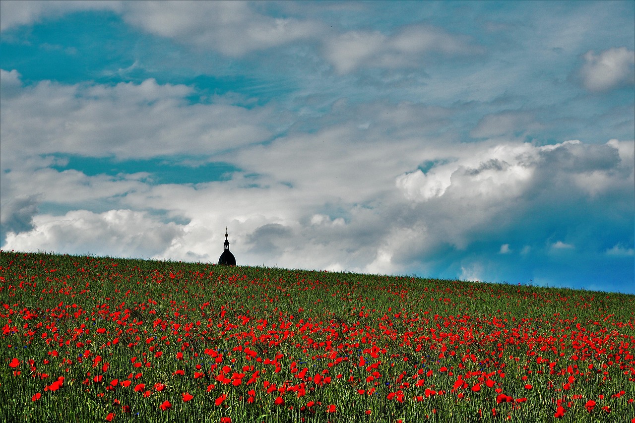 250917-poppy-field
