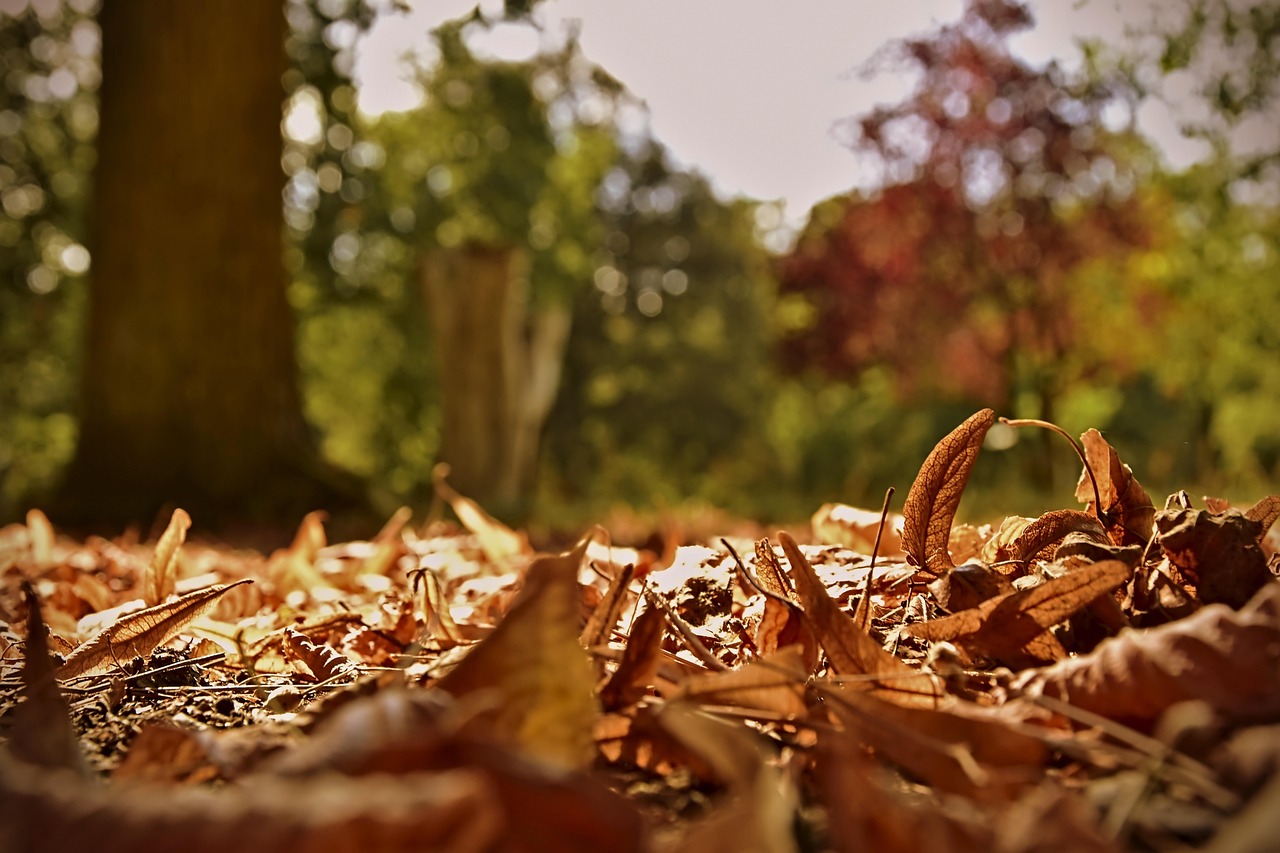 250919-leaves