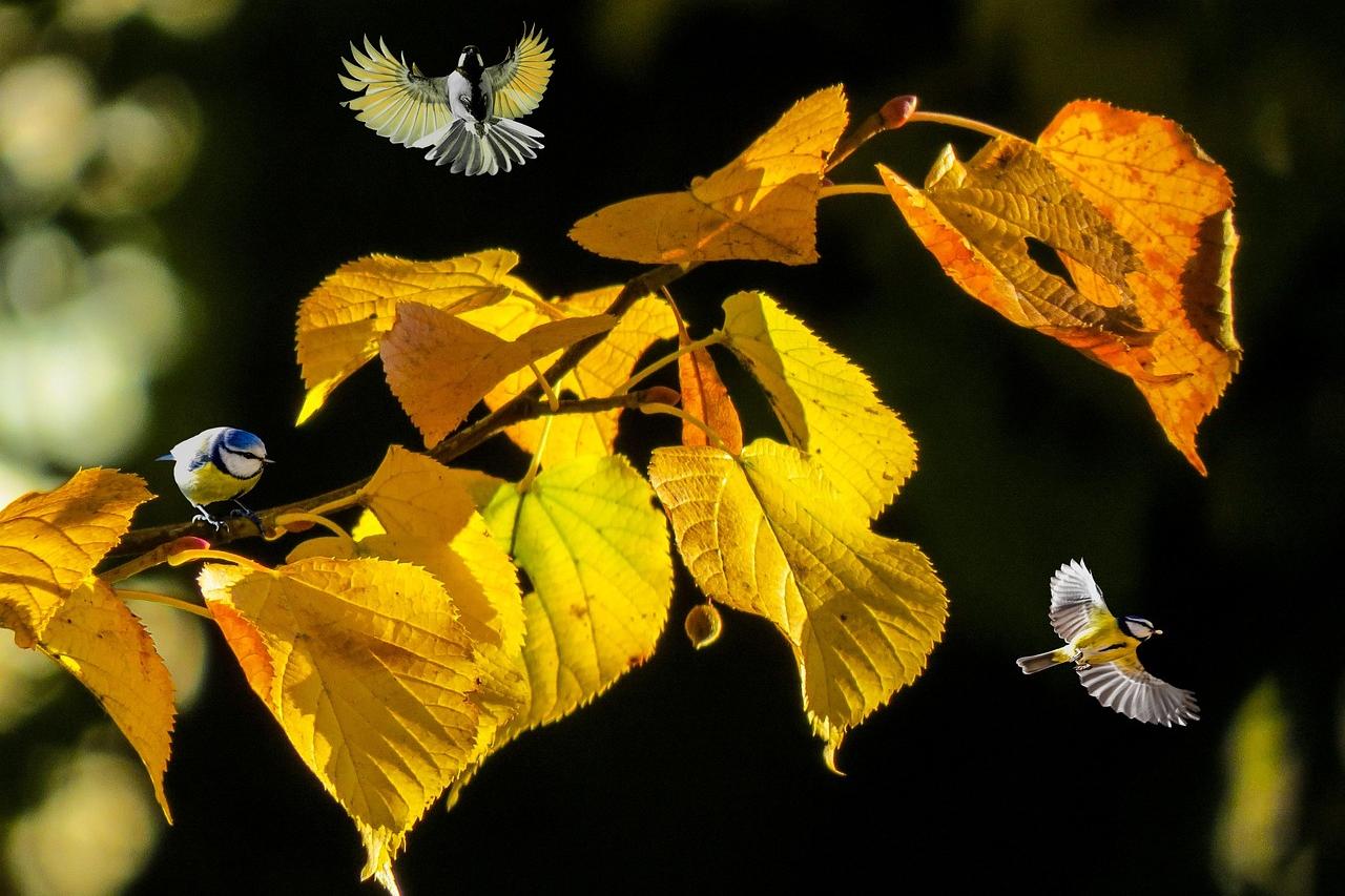 251003-nature