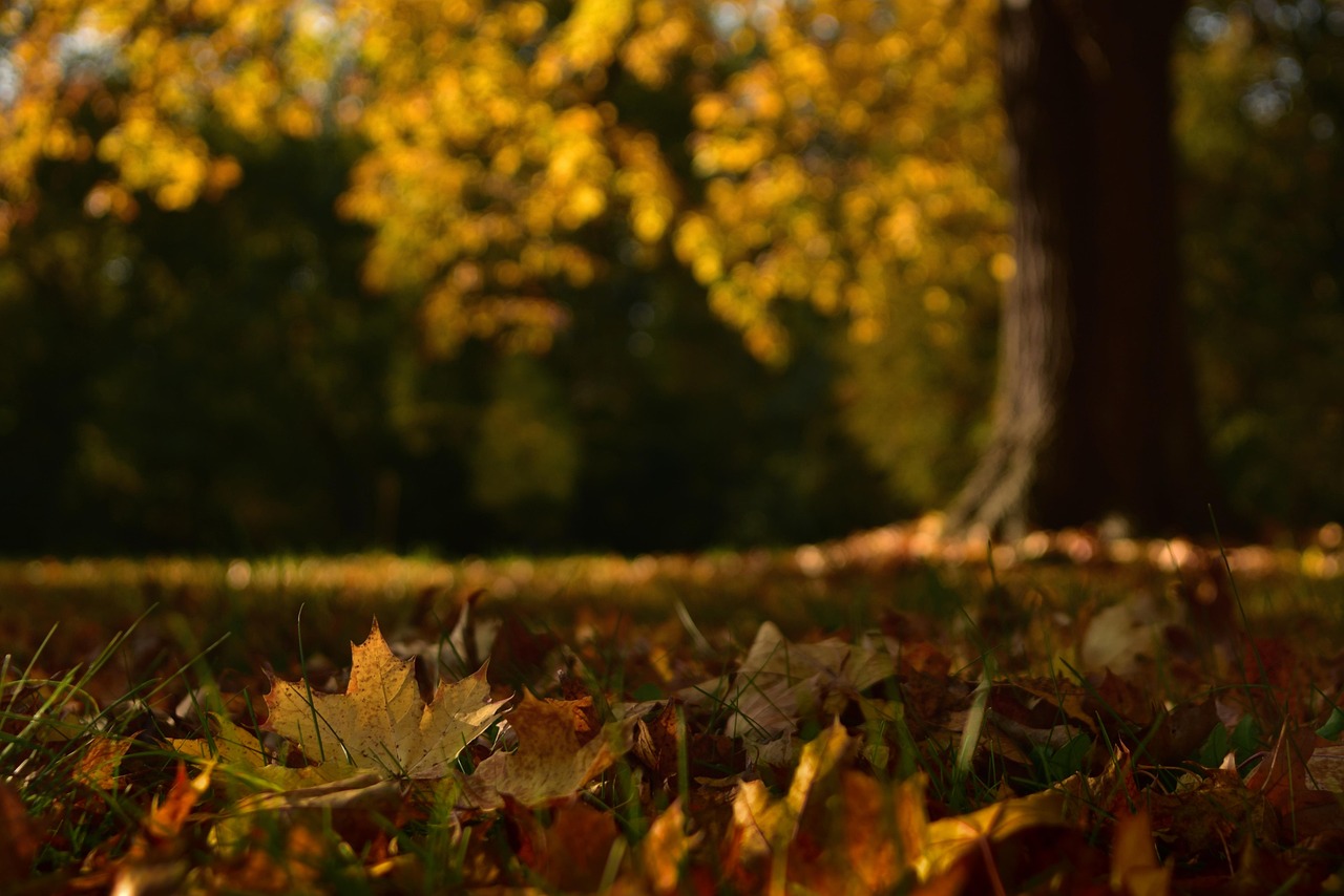 251006-maple-leaves