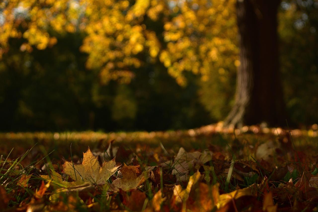 251006-maple-leaves