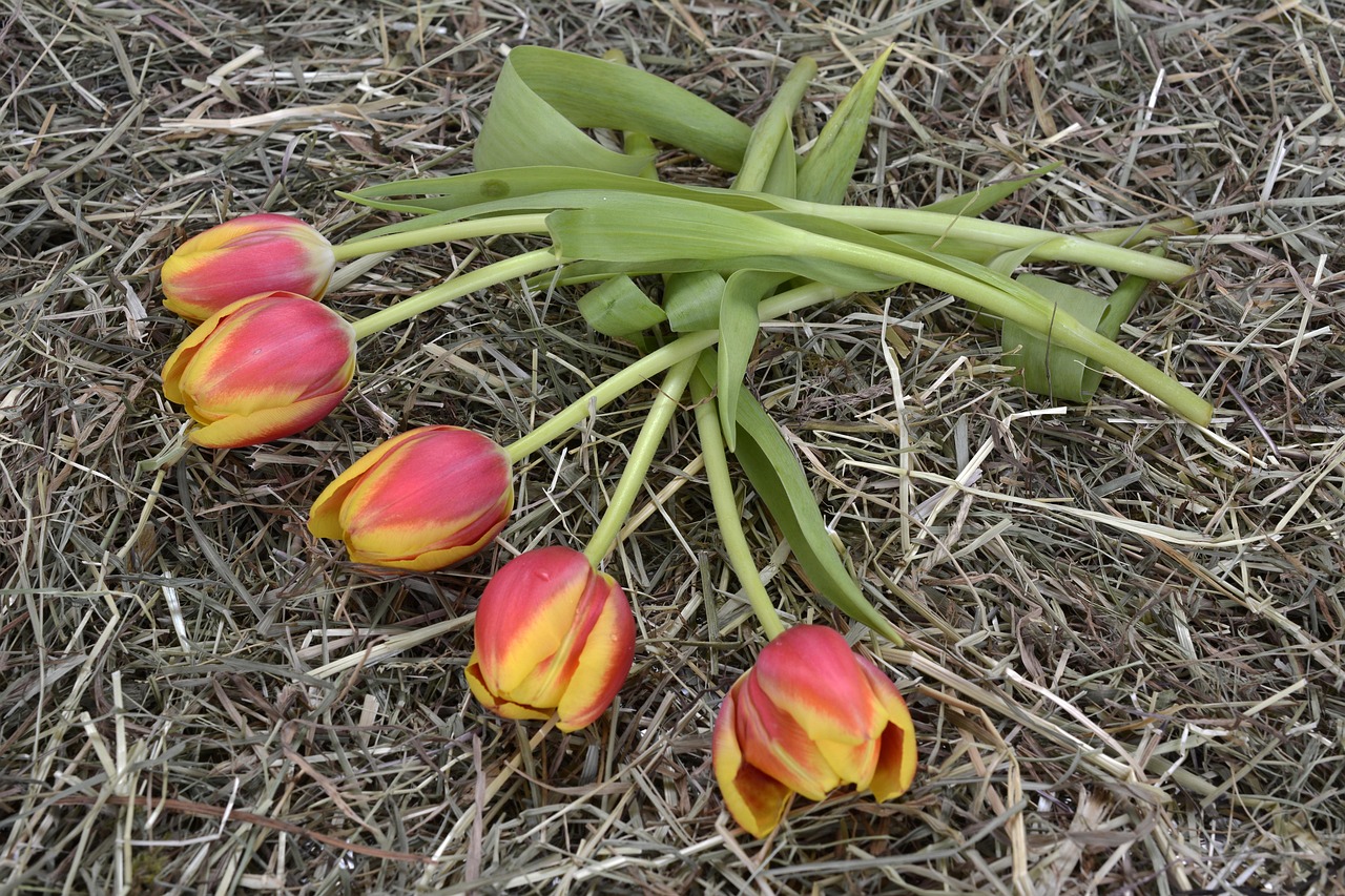 251012-tulips