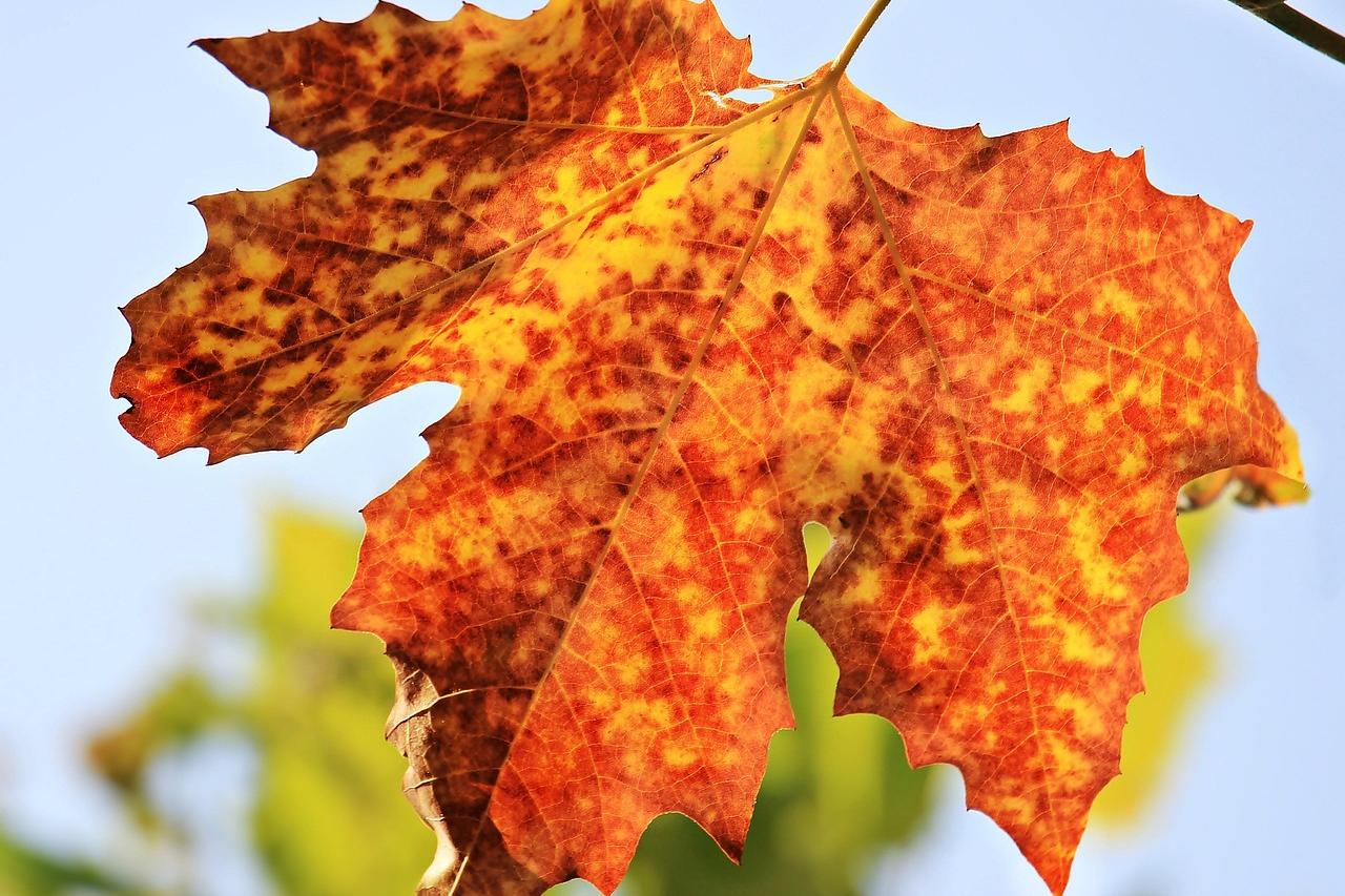251013-autumn