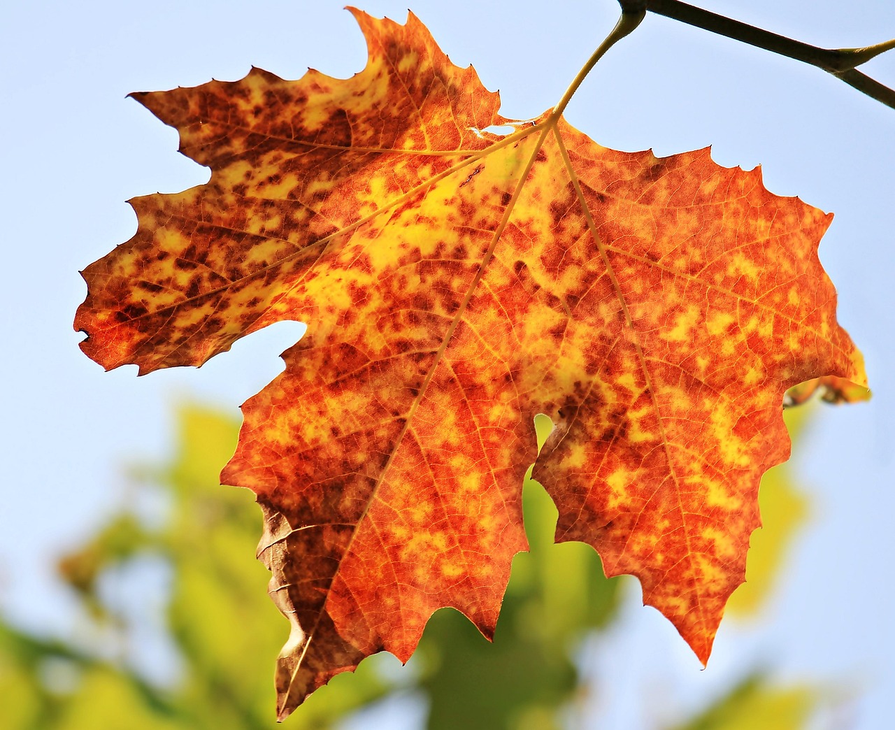 251013-autumn