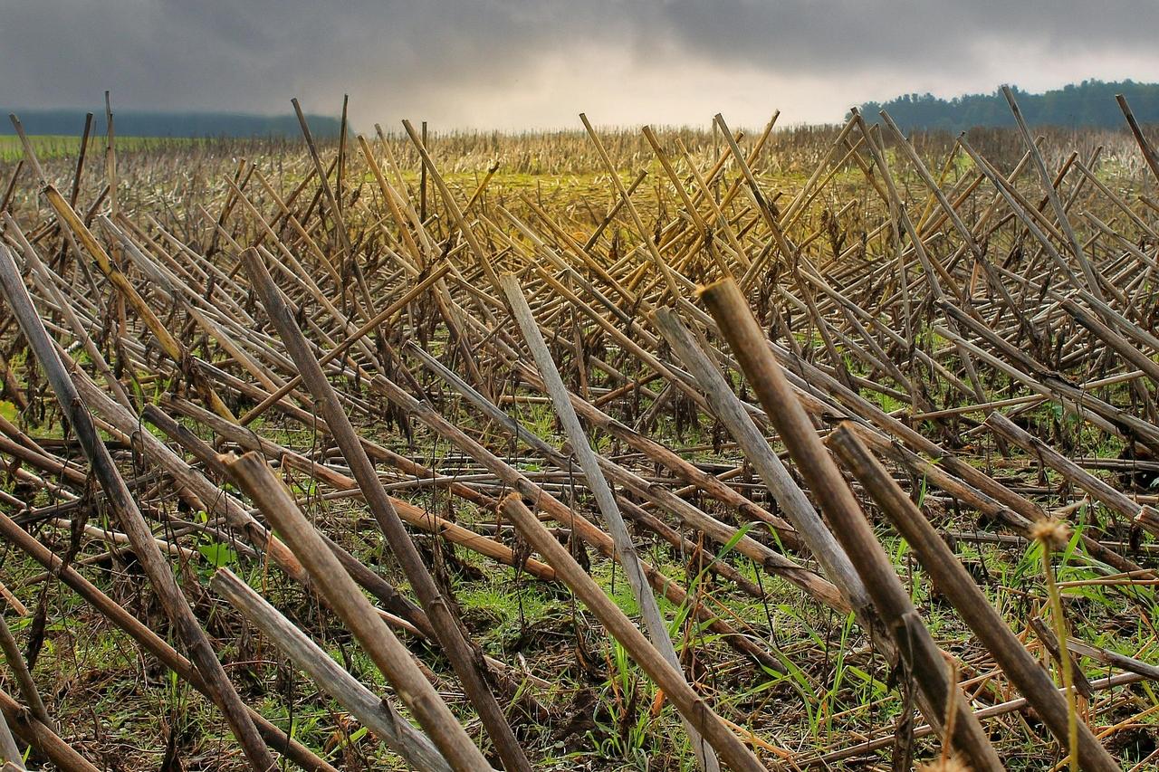 251014-field