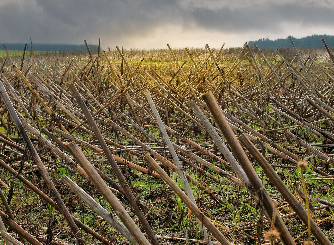251014-field