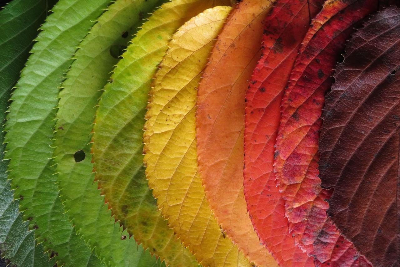 251021-autumn-leaves