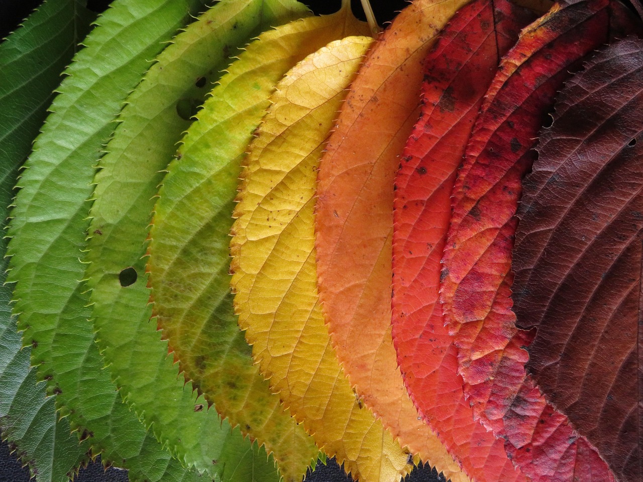 251021-autumn-leaves