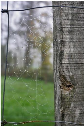 251106-Herbstspinnweben