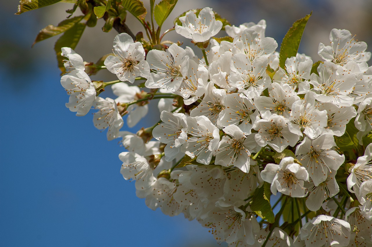 251204-cherry-blossom