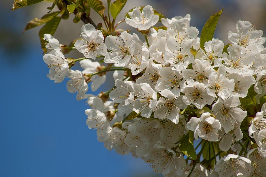 251204-cherry-blossom