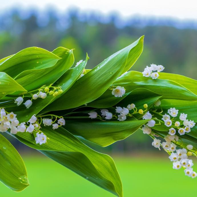 lily-of-the-valley