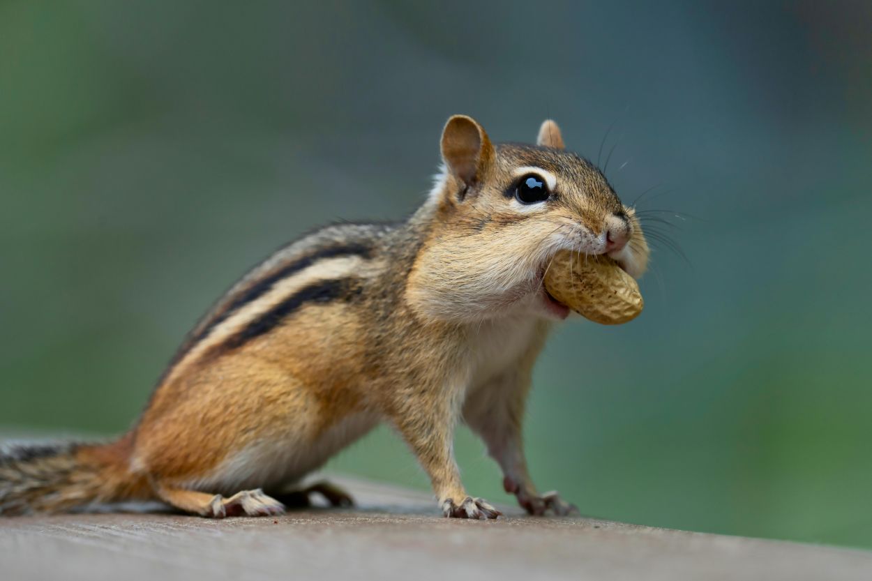 Hörnchen mit Erdnuss in der Schnauze